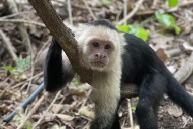 MONKEY TOUR